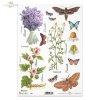 meadow, plants, butterfly, butterflies, chamomile, hibiscus, lavender, flower, flowers, herbs, herbs, R404